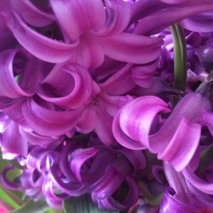 Meet your Posher, Janeta